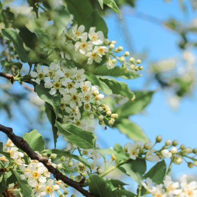 beautiful-bird-cherry-tree-in-blossom-white-littl-2021-09-03-13-51-47-utc